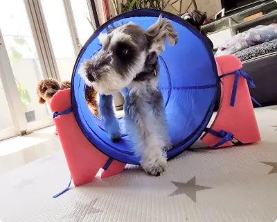 犬の幼稚園、ペットホテルの様子。ミニチュアシュナウザーがアジリティーをしている。