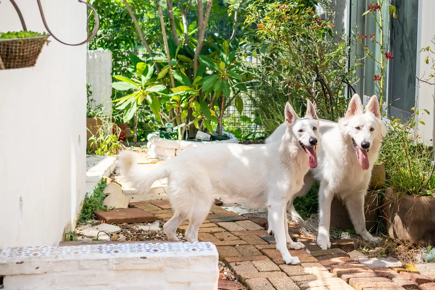 ホワイトシェパードが並んでいる。犬の幼稚園・しつけ保育の風景。