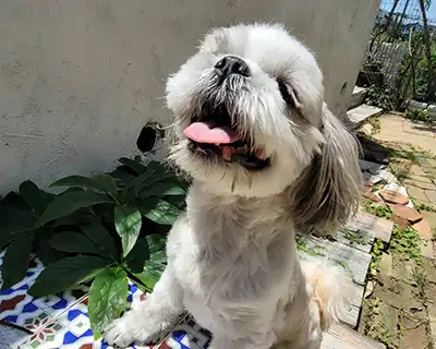 犬の幼稚園の風景・シーズーが日光浴している