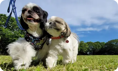 犬の幼稚園　シーズー2頭が仲良くお散歩をしている。