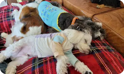 犬の幼稚園　犬たちがお昼寝をしている　キャバリア・ミニチュアシュナウザー・マルプー
