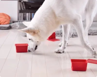 犬の幼稚園の風景、ノーズワーク