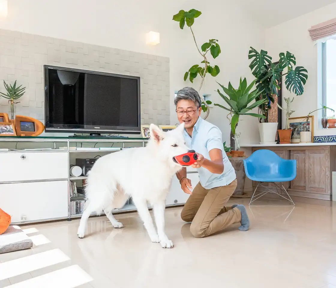 犬の幼稚園・エコモマイドッグトレーニング。ホワイトスイスシェパードとトレーナーが施設室内で楽しそうに過ごしている。送迎付き、多摩市・府中市・稲城市・調布市