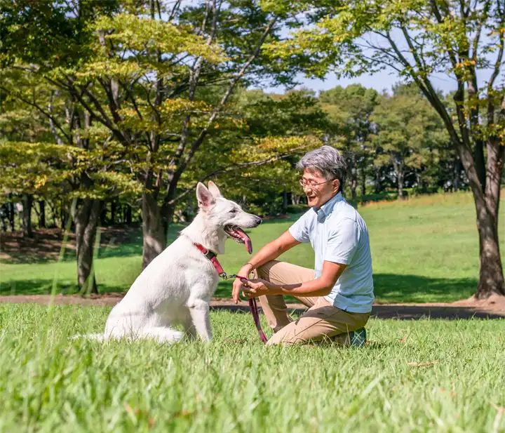 犬の幼稚園・エコモマイドッグトレーニング。ホワイトシェパードとトレーナーが向き合って座っている。送迎付き、多摩市・府中市・稲城市・調布市