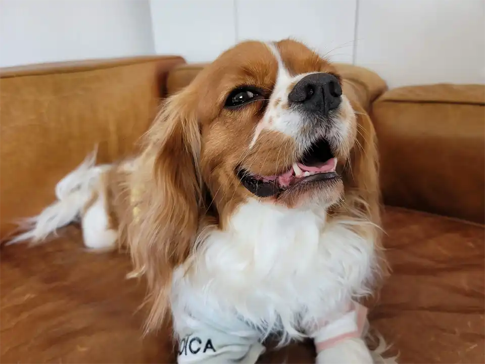 犬の幼稚園で笑顔のキャバリア