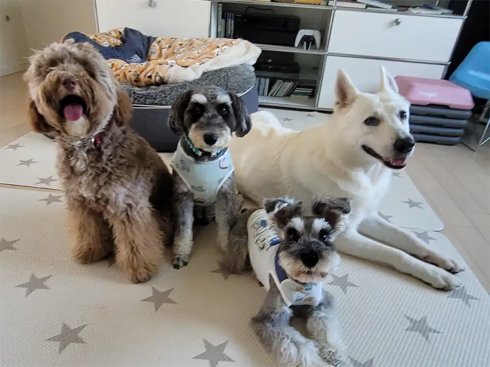 犬の幼稚園、エコモマイドッグトレーニング。リビングで過ごす犬たち。