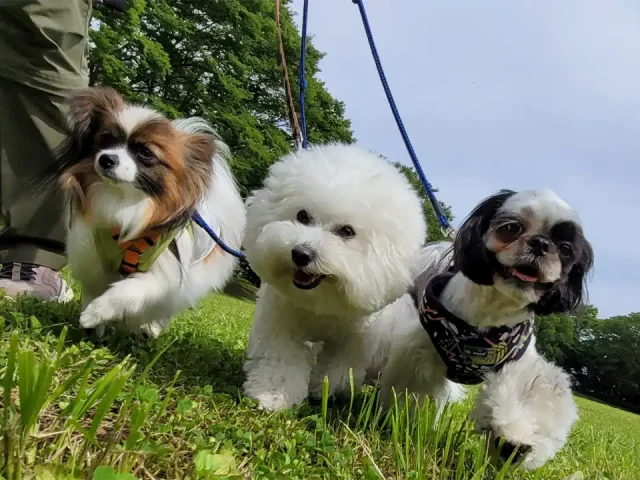 犬の幼稚園で犬たちが仲良く散歩をしている。シーズー・ビションフリーゼ・パピヨン。