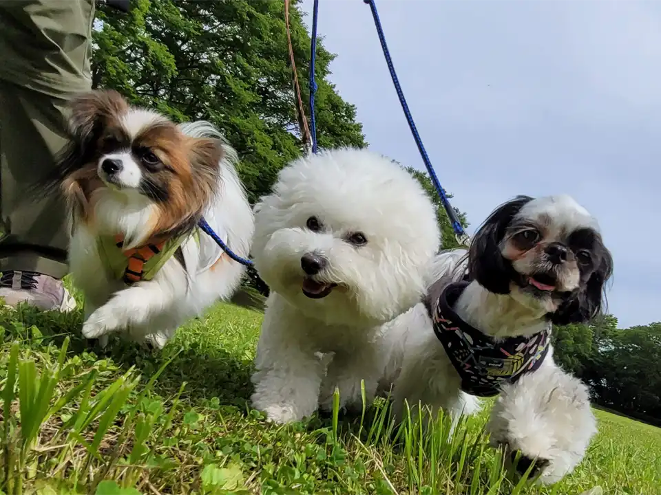 犬の幼稚園で犬たちが仲良く散歩をしている。シーズー・ビションフリーゼ・パピヨン。