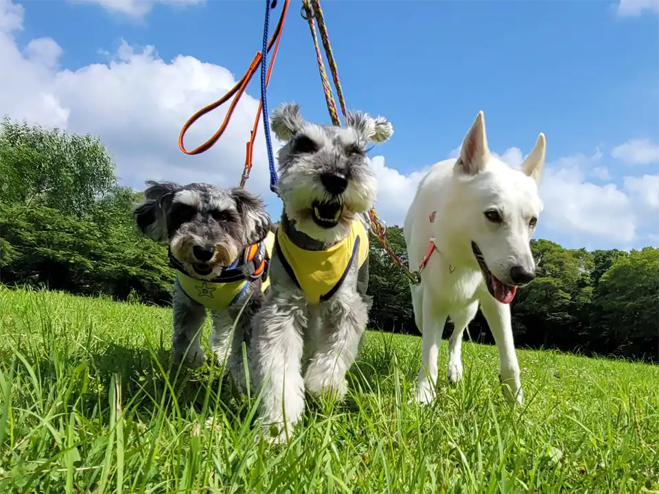 犬の幼稚園で犬たちが散歩のトレーニングをしている。ミニチュアシュナウザー・ホワイトシェパード。