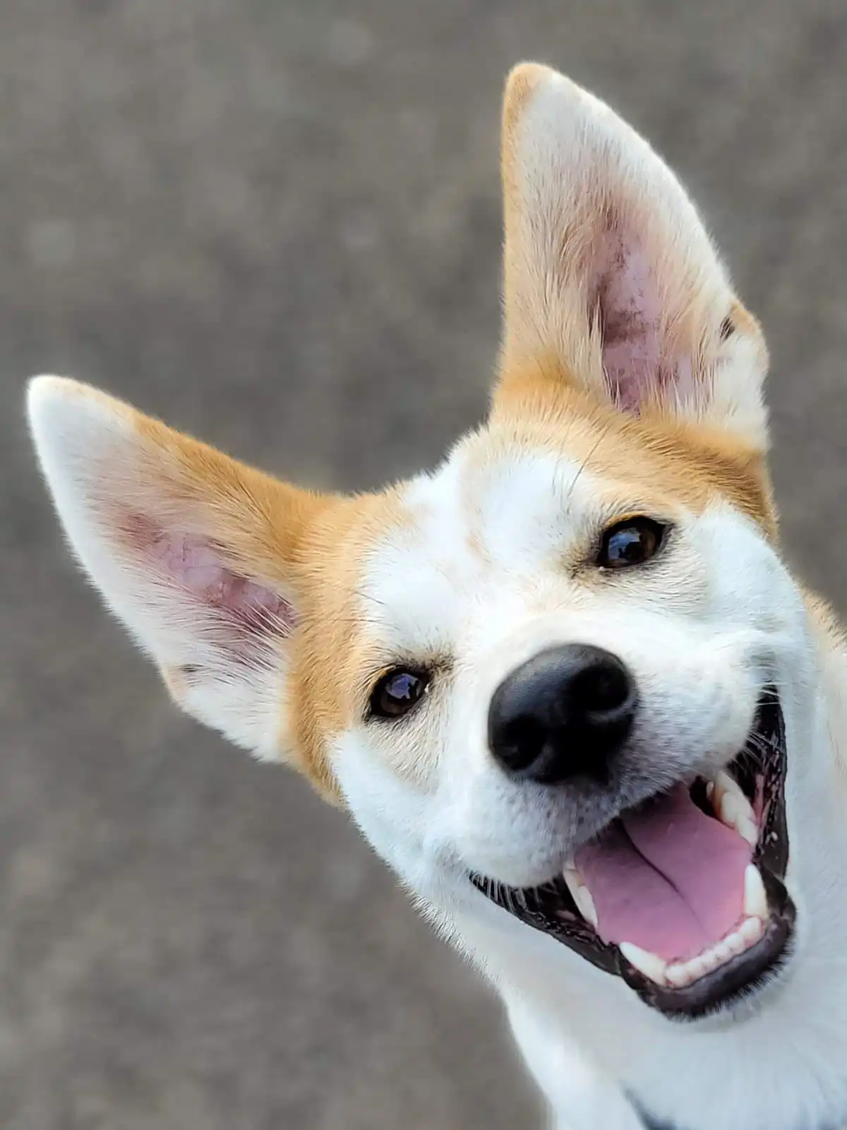 ペットホテル、エコモマイドッグトレーニングで笑顔のミックス犬。