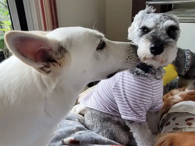 犬のトレーニング中の光景。ボディーランゲージ、犬の挨拶。