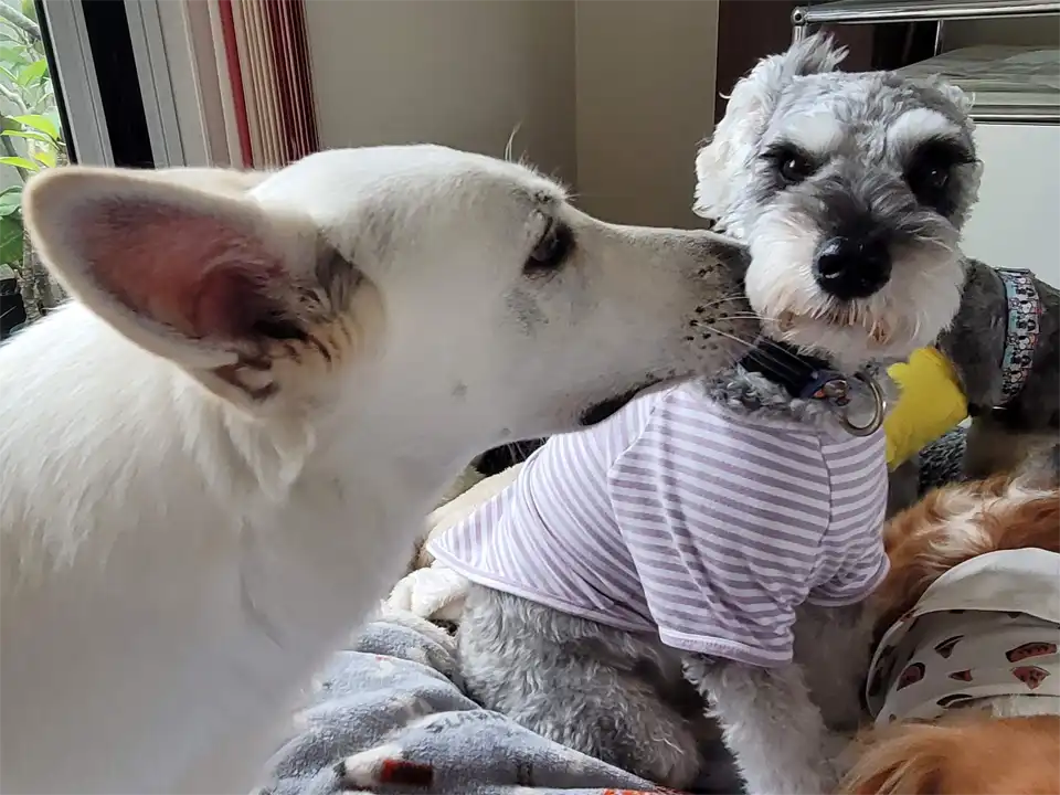 犬のトレーニング中の光景。ボディーランゲージ、犬の挨拶。