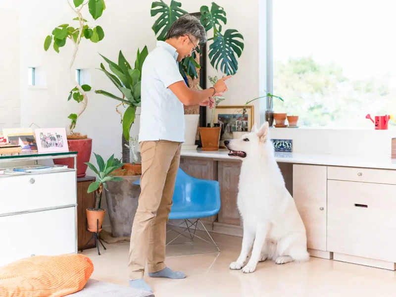 エコモマイドッグトレーニングでの犬のしつけ・訓練風景。ホワイトスイスシェパードがトレーナーの指示を聞いてお座りをしている。