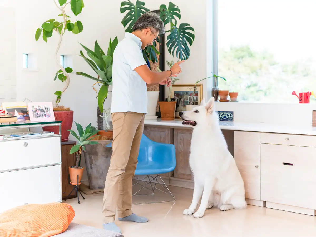 エコモマイドッグトレーニングでの犬の訓練風景。ホワイトスイスシェパードがトレーナーの指示を聞いてお座りをしている。